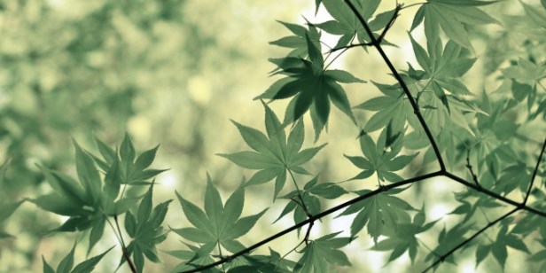 leo-rivas-25480-unsplash