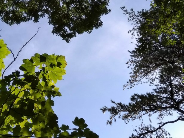 BotanticalGardenCanopy_SouthernWales