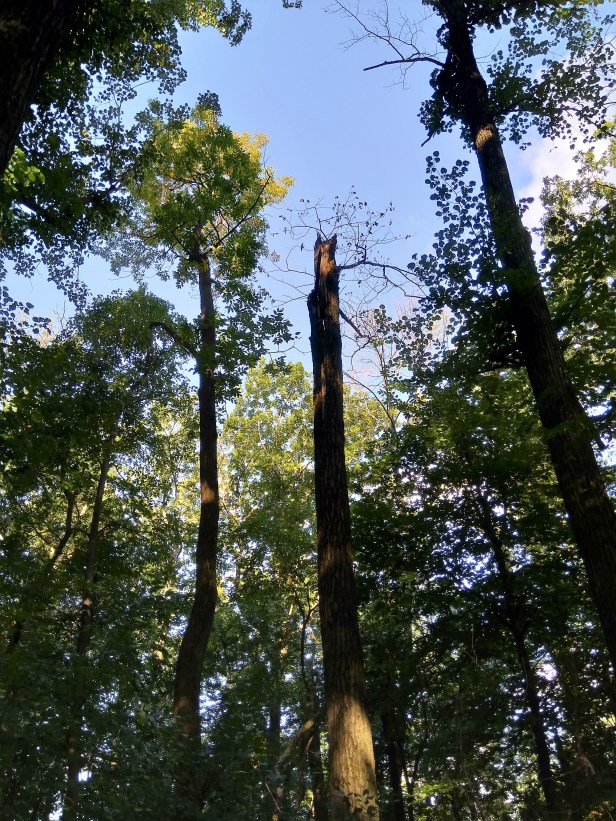 BroadleafForest_HoriconWetland_Wisconsin