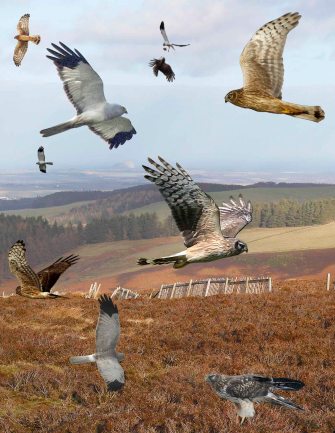 Hen_Harrier_from_the_Crossley_ID_Guide_Britain_and_Ireland