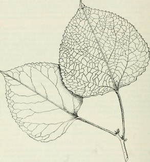 14757555226_ce20ca5ec9_b