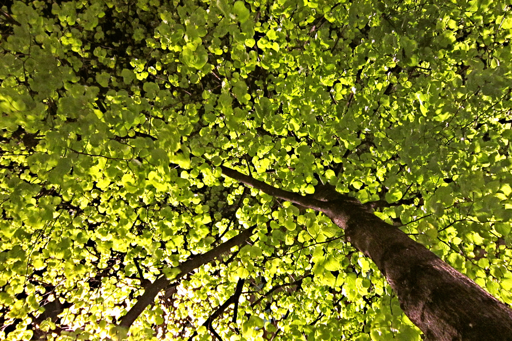 Urban Rewilding Examples Urban rewilding as a collaborative experiment – Relational Thinking