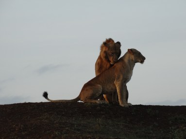 lion pair parmisa