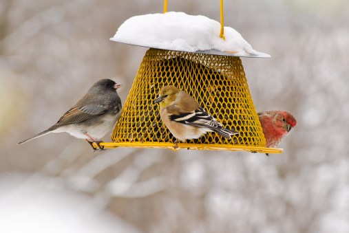 American_Goldfinch_Dark_eyed_Junco_Purple_Finch_18560_Cynthia_Raught_Numidia_PA2015_High ASHLEY DAYER