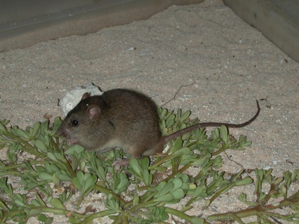 Bramble Cay melomys (Melomys rubicola)