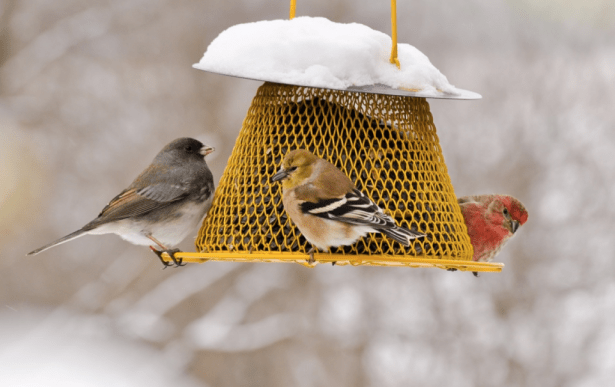 A-dark-eyed-junco-an-American-goldfinch-and-a-house-finch-feed-on-sunflower-seeds-on-a-snowy-day-c-Cynthia-Raught-1024x644