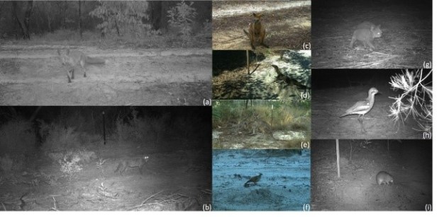camera trap