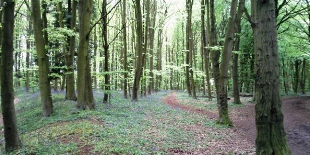 monk's wood