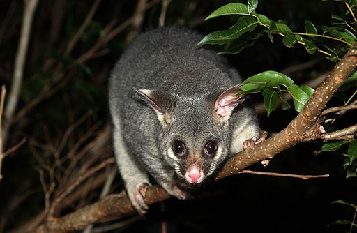 Creating_habitat_for_wildlife_such_as_the_Brushtail_possum_(8065737659)