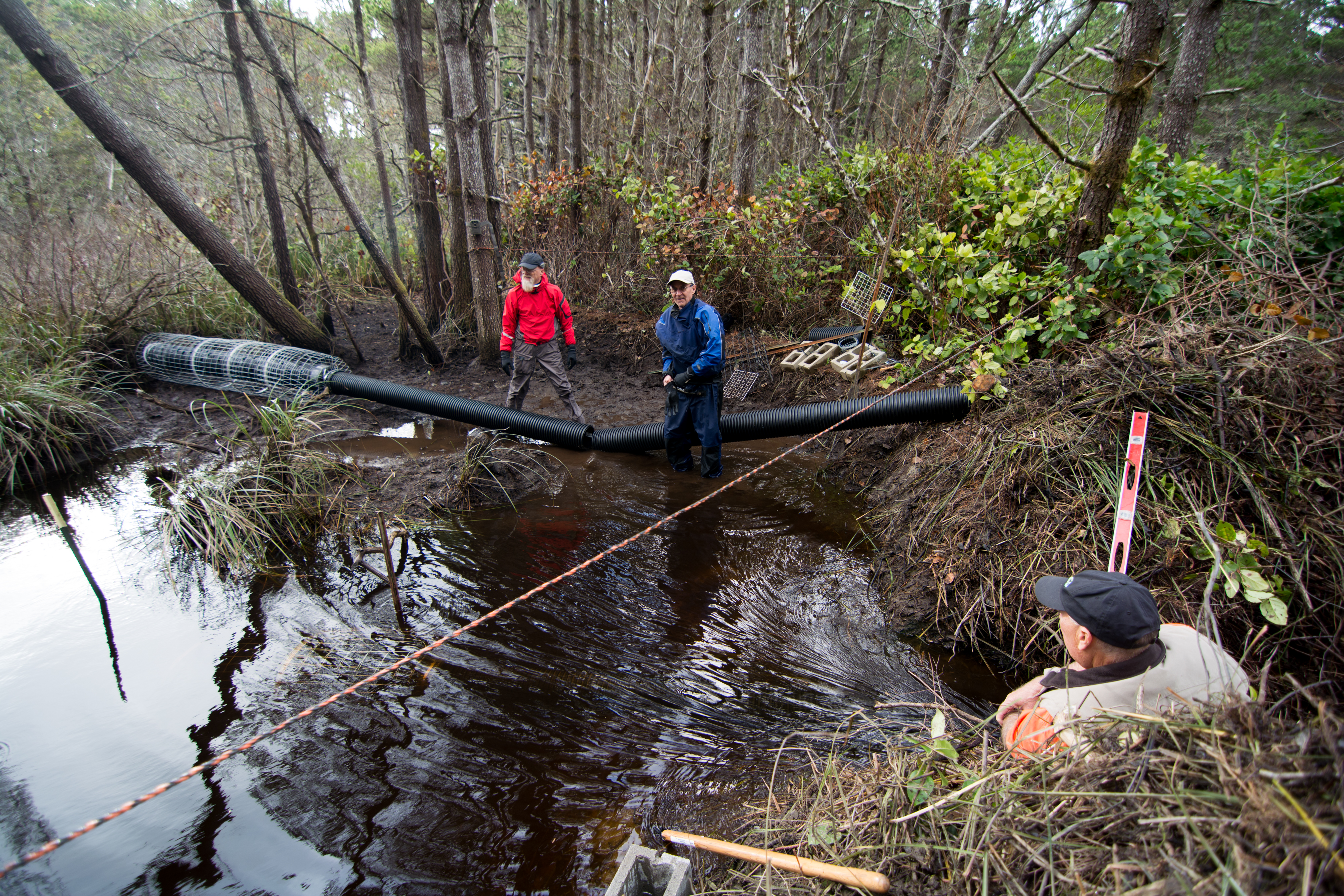 Restoring beavers to the wild requires political leadership ...