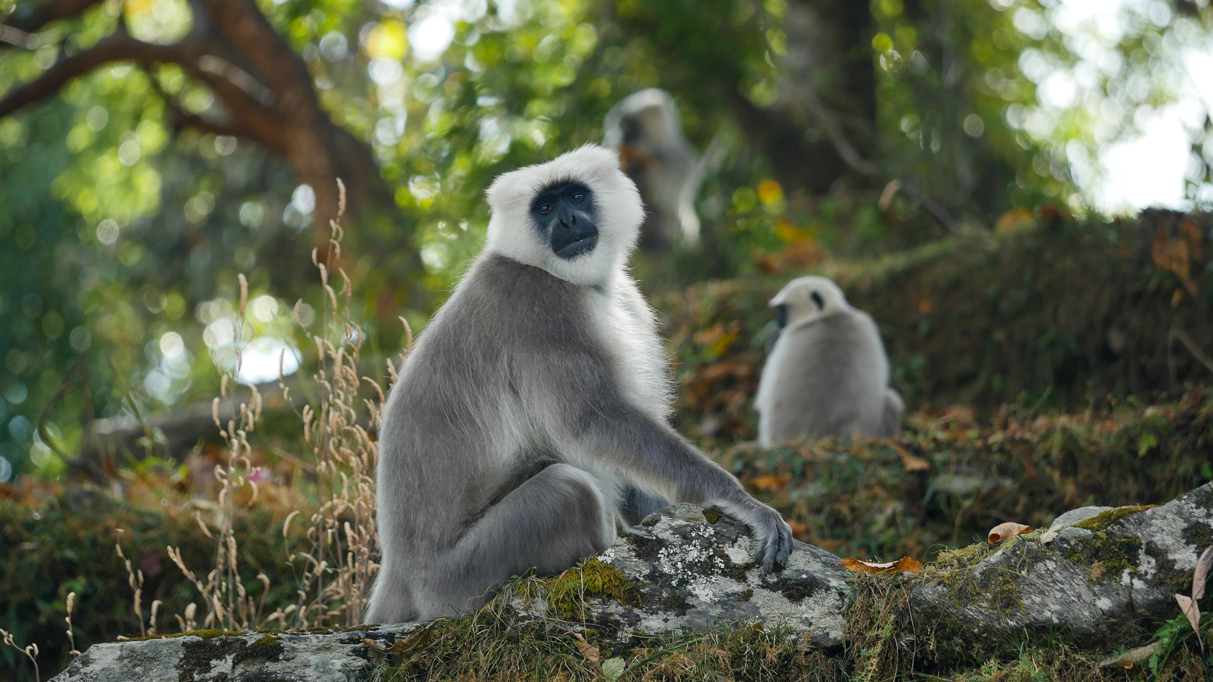 Plain Language Summary: Human-wildlife coexistence in India’s community ...